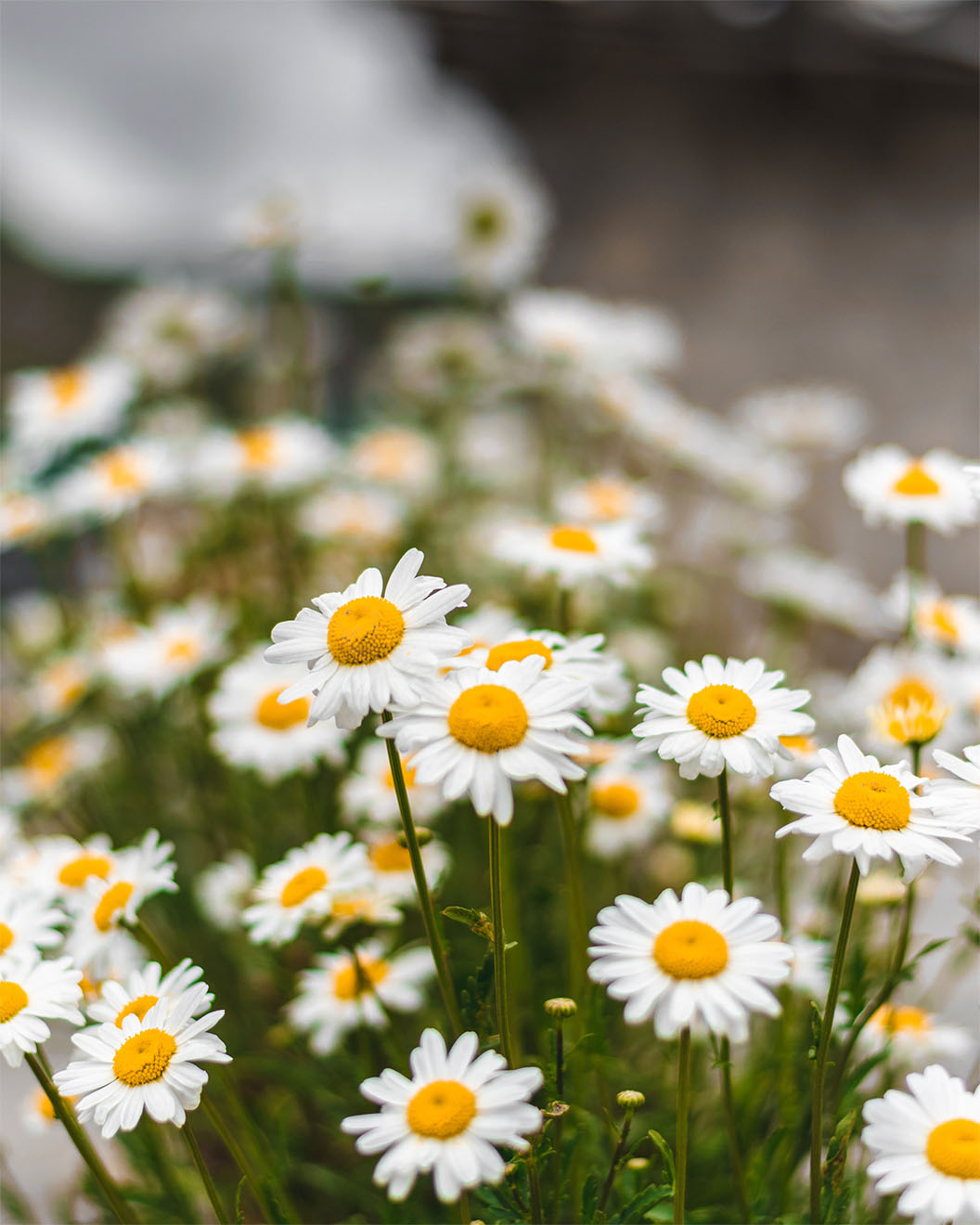 daisies-in-a-field