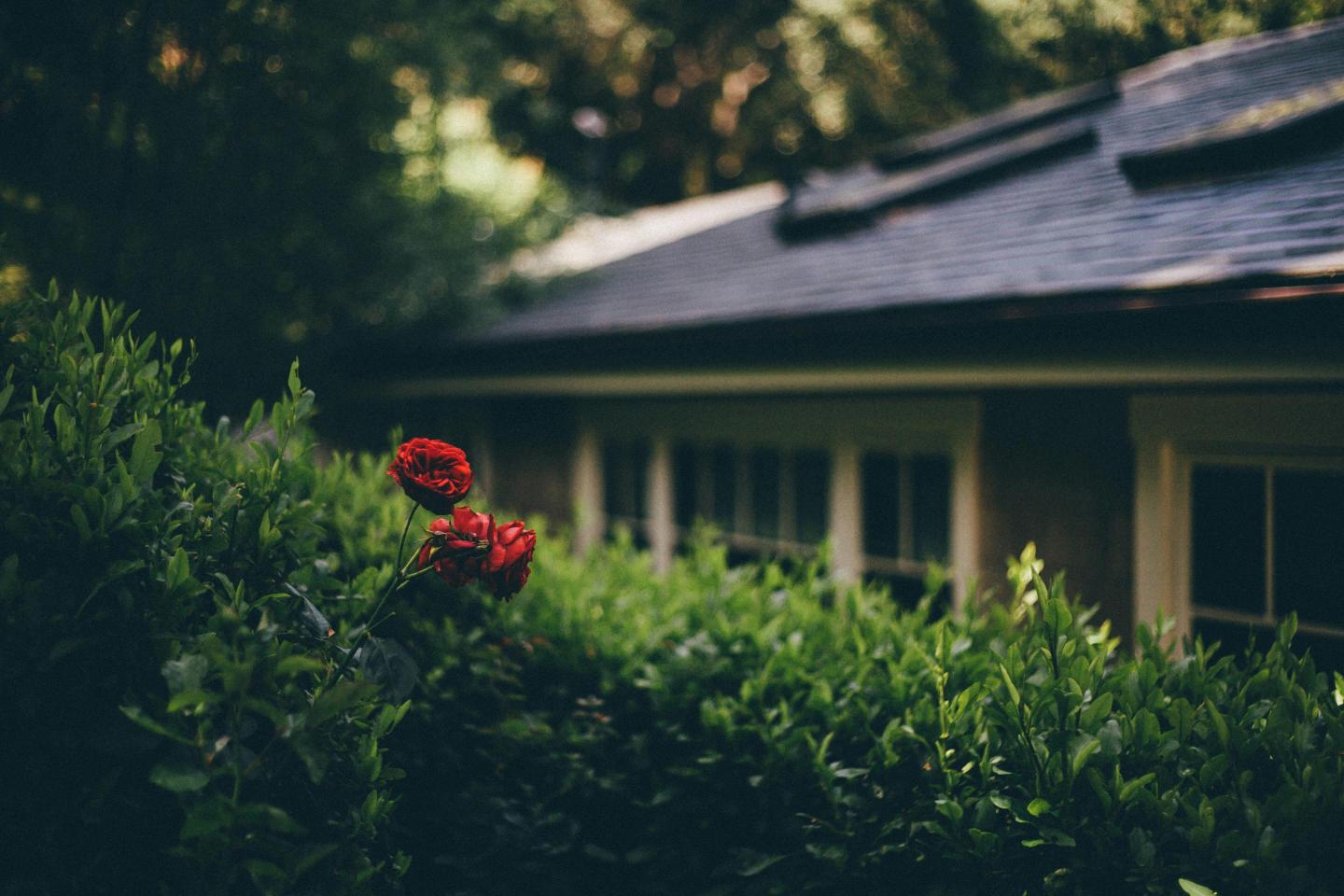 rose-in-a-garden