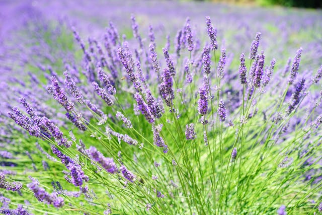 lavender in a garden