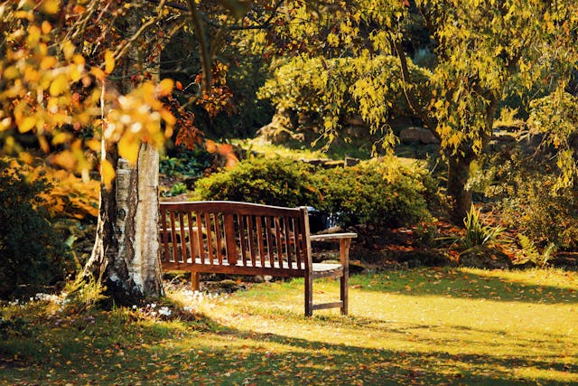 bench in a garden